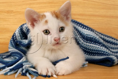 Kitten and scarf CK271
