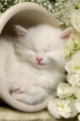Sleeping white cat (CK278)