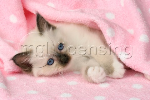 Kitten in pink blanket CK279