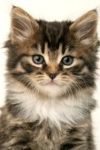 Kitten portrait (CK293)