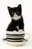 Kitten in cup (CK299)