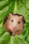 Hamster and leaf (HA110)