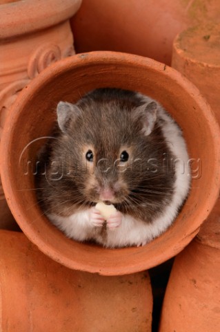 Hamster in pot HA112