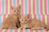 Two ginger kittens (CK313)