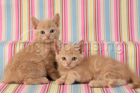 Two ginger kittens CK313