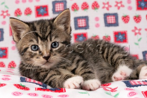 Kitten and patchwork CK323