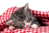 Sleeping kitten (CK325)