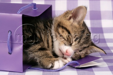 Kitten in purple box CK333