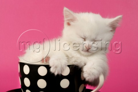 White kitten in cup CK341