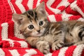 Kitten and red and white quilt (CK344)