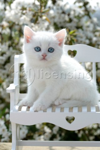 White kitten on bench CK345