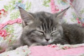 Sleeping kitten (CK347)