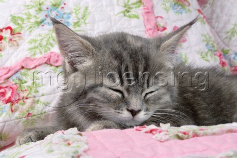 Sleeping kitten CK347
