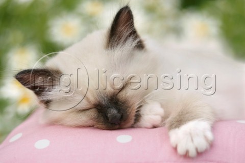 Sleeping on pink pillow CK358