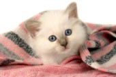 White kitten (CK365)