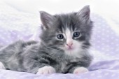 Kitten on violet quilt (CK374)