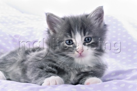 Kitten on violet quilt CK374