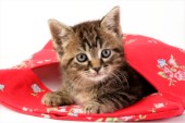 Kitten in purse (CK394)