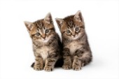 Two brown kittens (CK396)