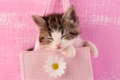 Kitten in bag (CK397)