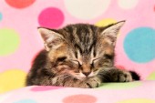 Sleeping kittens on spots (CK399)