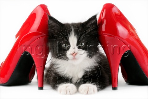 Kitten with heels CK400