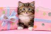 Kitten with two boxes (CK406)