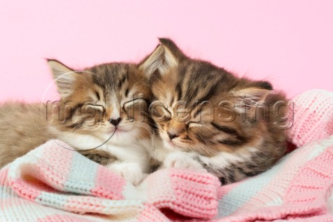 Kittens asleep on blanket CK409A