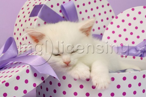 White kitten sleeping CK413