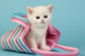 White cat in bag (CK416)