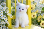 White cat in garden (CK417)