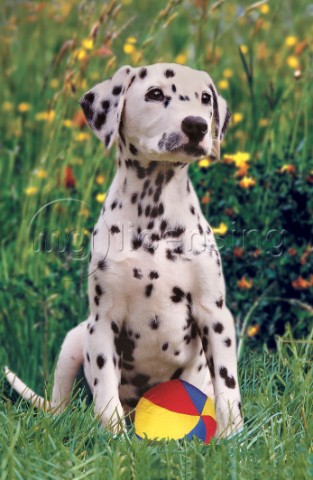Dalmatian and toy A177