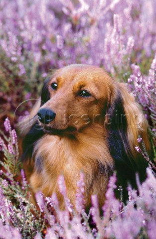 Dog in flower patch A223