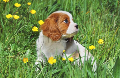 Puppy in grass A279