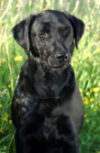 Black Labrador in field (DP180)