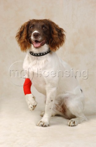 Dog with bandage DP191