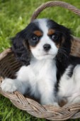 Puppy in basket (DP213)
