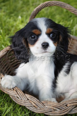 Puppy in basket DP213
