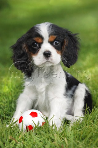 Puppy and ball DP214