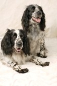 Two black and white dogs (DP242)