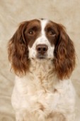 Brown and white dog (DP246A)