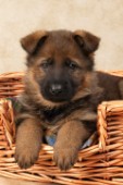 Puppy in basket (DP315)