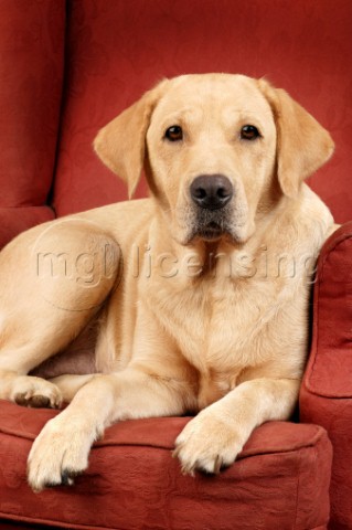 Adult Labrador on sofa DP331