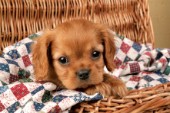 Puppy in basket (DP358)