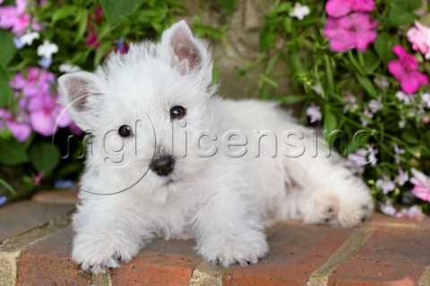 Puppy on wall DP361