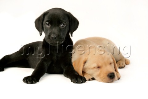 Black and gold Labradors DP381