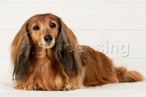 Long haired dog DP382