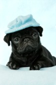 Black Pug in hat (DP384)