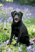 Black Labrador in field (DP395)