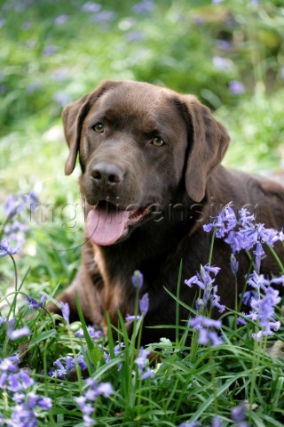 Chocolate Labrador in field DP396